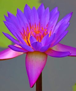 Beautiful Purple Lotus Paint by numbers