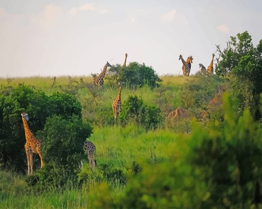 Murchison Falls National Park Uganda Africa Paint by numbers