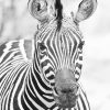 Zebra Black and white Paint by numbers