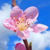 Pink Cherry Blossom Flower Paint by numbers