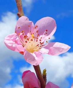 Pink Cherry Blossom Flower Paint by numbers