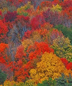 Colorful Trees Paint by numbers