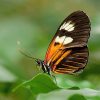 Heliconius Butterfly Paint by numbers