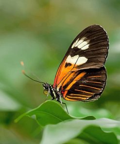 Heliconius Butterfly Paint by numbers