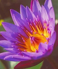 purple lotus Paint by numbers