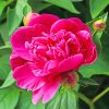 Pink Peony Paint by numbers