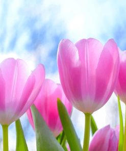 Spring Pink Tulips Paint by numbers