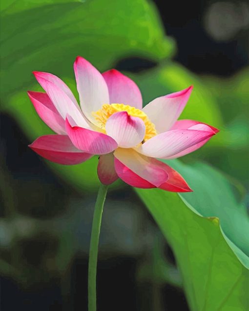 White Pink Lotus Paint by numbers