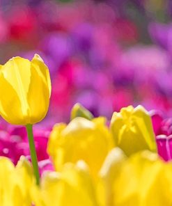 Yellow Tulip Flowers Paint by numbers