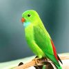 Beautiful Green Parrot NEW paint by number