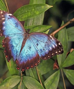 Blue Butterfly adult paint by numbers