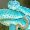 Blue Pit Viper adult paint by numbers