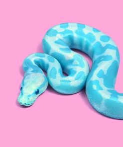 Blue Snake adult paint by numbers