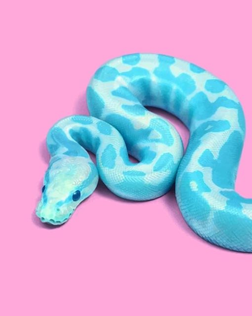 Blue Snake adult paint by numbers