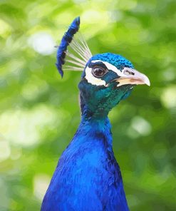 Blue Peacock Portrait NEW paint by number