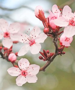 Cherry blossom adult paint by numbers