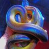 Colorful Albertis Python adult paint by numbers