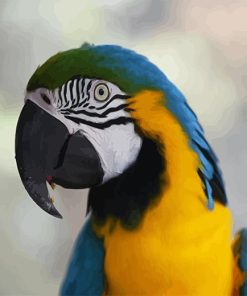 Macaw Parrot colorful adult paint by number