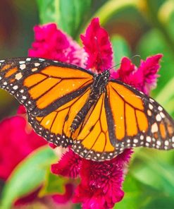 Monarch Butterfly adult paint by numbers