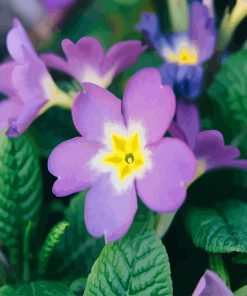 Purple Primrose flower adult paint by number