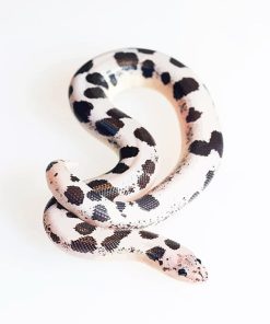 Snake with polka dots adult paint by numbers