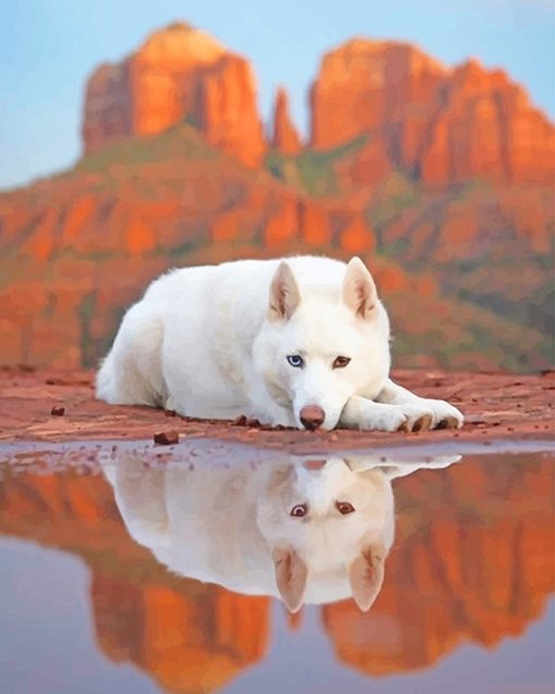 White German shepherd in water adult paint by numbers