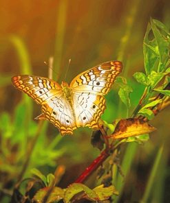 Yellow butterfly photography adult paint by numbers