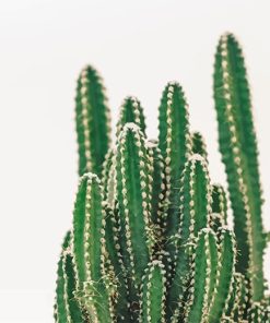 Beautiful Cactus Plant paint by number