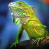 Beautiful Green Iguana adult paint by number