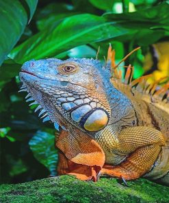 Rainbow Iguana paint by number