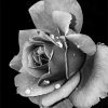 Black and White Rose NEW paint by number