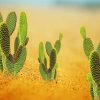 Cactus Desert paint by number