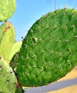 Close Up Cactus paint by number