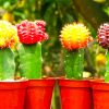 Colorful Cactus paint by number