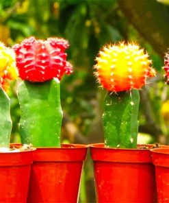 Colorful Cactus paint by number