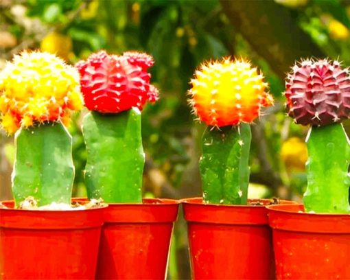 Colorful Cactus paint by number