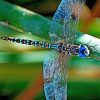 Colorful Dragonfly paint by number