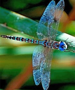 Colorful Dragonfly paint by number