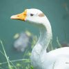 Cute white Duck Paint by number