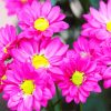 Pink Flowers