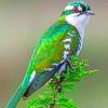 Diederik Cuckoo Bird paint by number