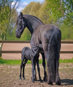 Friesian Horses paint by number