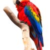 Macaw Png paint by number NEW