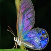 Magical Butterfly paint by number