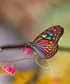 Magnificent Colorful Butterfly paint by number