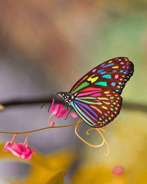 Magnificent Colorful Butterfly paint by number