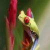 Red Eyes Frog paint by number