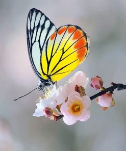 Soft Yellow Butterfly paint by number