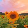 Aesthetic Sunflowers Paint By Flowers