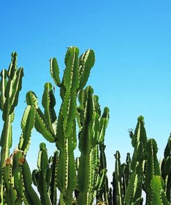 Triangle Cactus paint by number